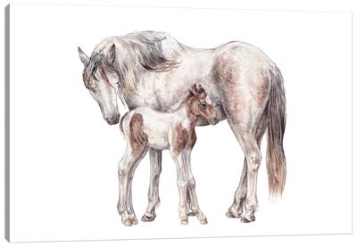 Horse And Foal Canvas Art Print - Wandering Laur