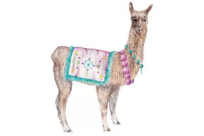 Llama by Wandering Laur framed wall art