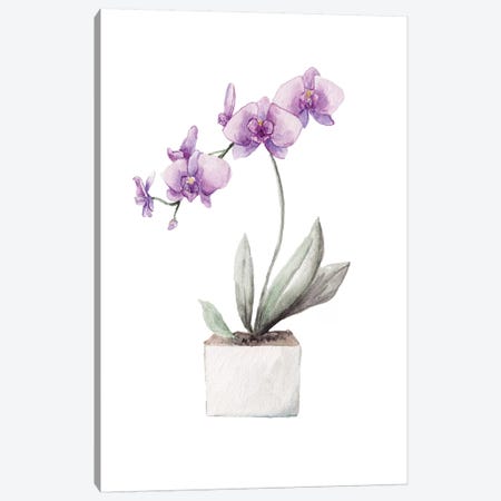 Orchids Canvas Print #RGF139} by Wandering Laur Art Print