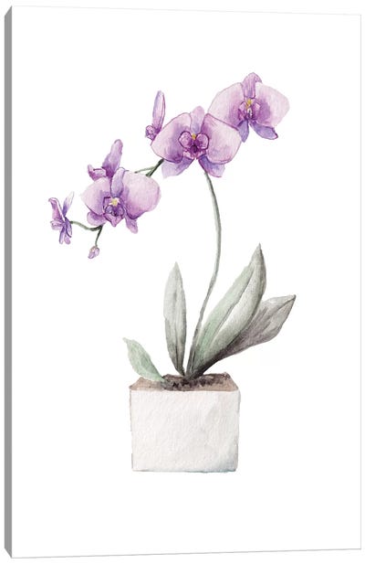 Orchids Canvas Art Print - Wandering Laur