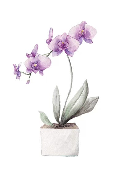Wandering Laur: Orchids by Wandering Laur