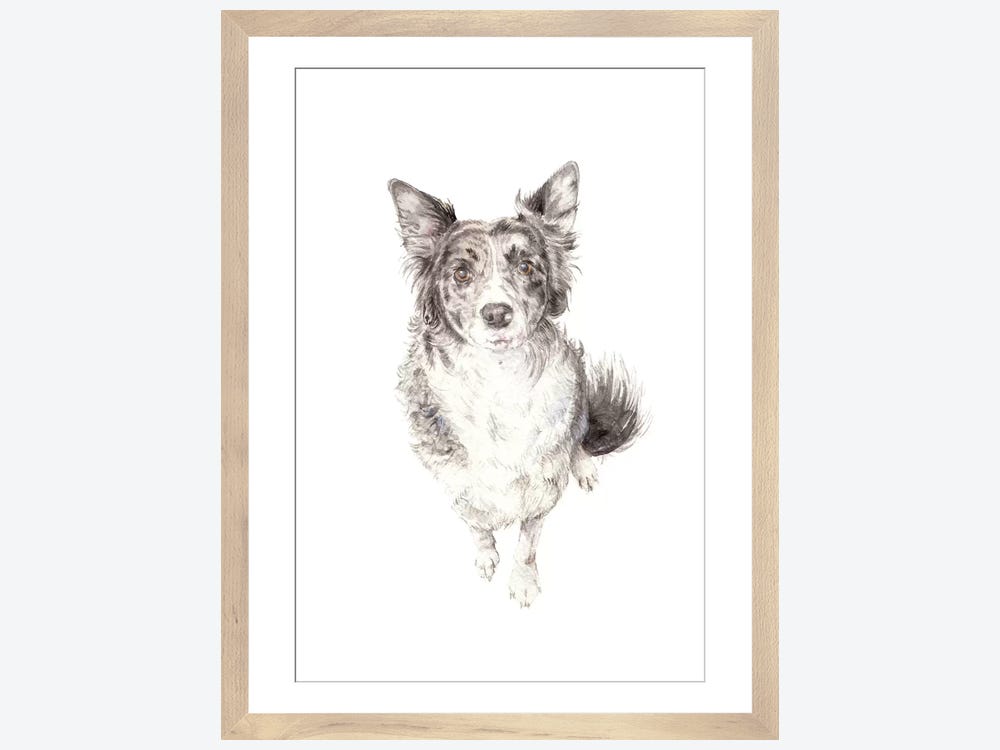 Watercolor Border Collie of a Dog Drawing. Border Collie 