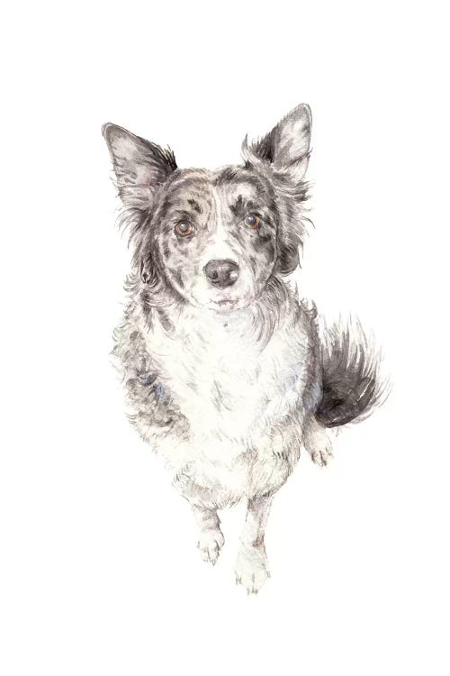 Border Collie