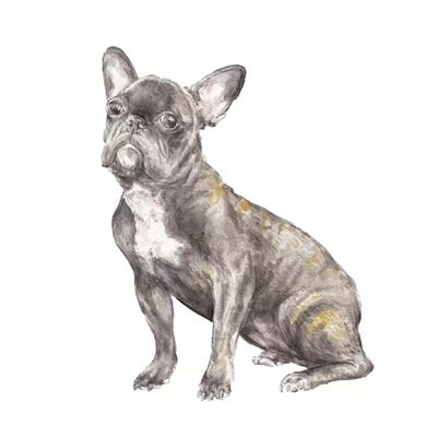 Brindled French Bulldog by Wandering Laur canvas print