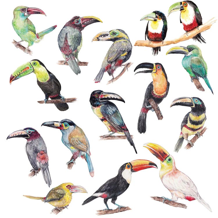 Watercolor Jungle Toucan Birds by Wandering Laur wall art