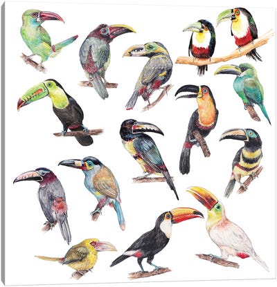 Watercolor Jungle Toucan Birds Canvas Art Print - Toucan Art