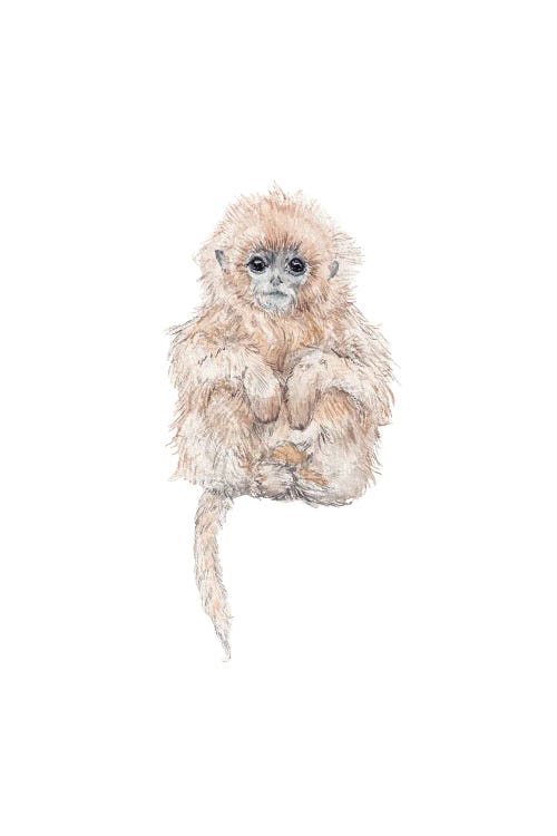 Sweet Baby Watercolor Tamarin Monkey