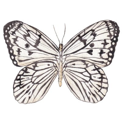 Zebra Butterfly Watercolor by Wandering Laur framed wall art