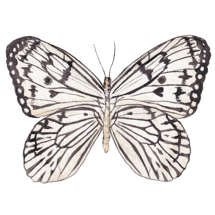 Zebra Butterfly Watercolor