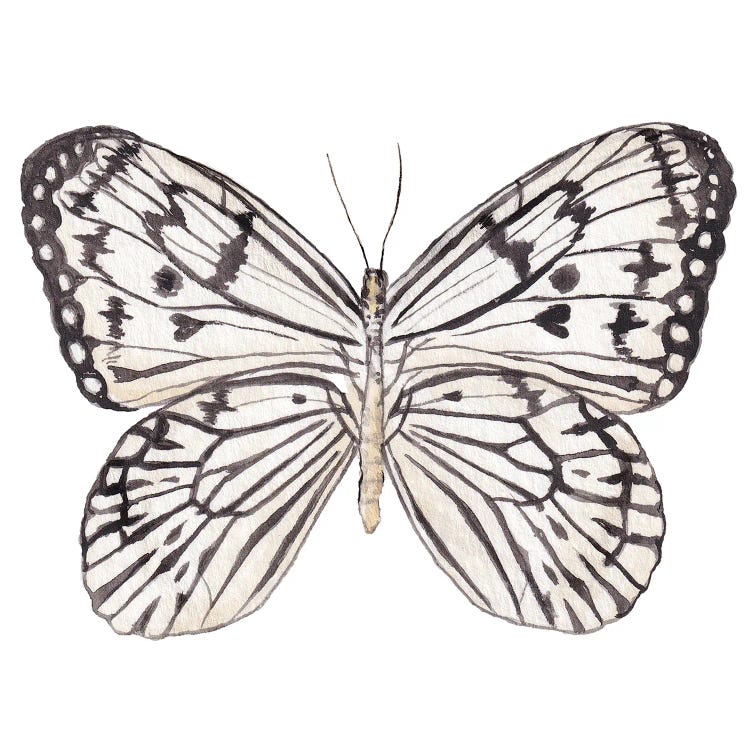 Zebra Butterfly Watercolor by Wandering Laur wall art