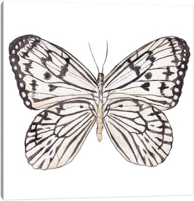 Zebra Butterfly Watercolor Canvas Art Print - Wandering Laur