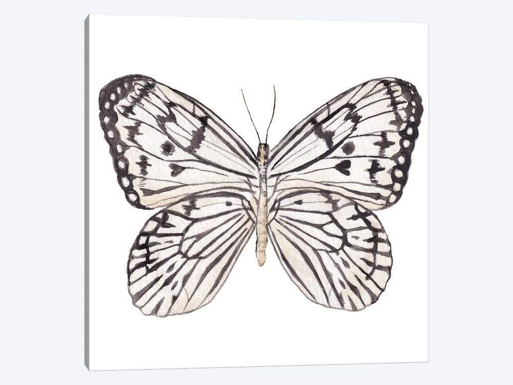 Zebra Butterfly Watercolor by Wandering Laur 1-piece Canvas Artwork