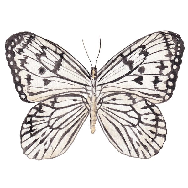 Wandering Laur: Zebra Butterfly Watercolor by Wandering Laur