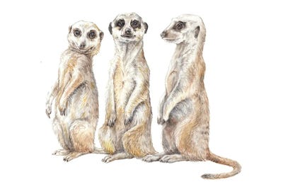 Meerkats