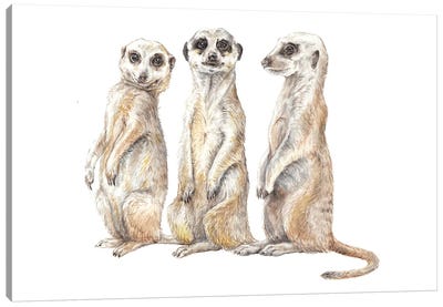 Funny Watercolor Meerkats Canvas Art Print - Wandering Laur
