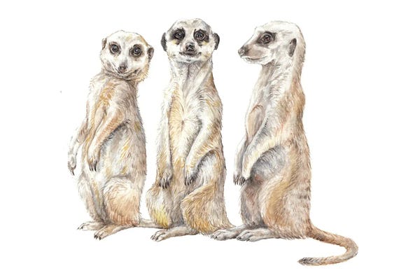 Wandering Laur: Funny Watercolor Meerkats by Wandering Laur