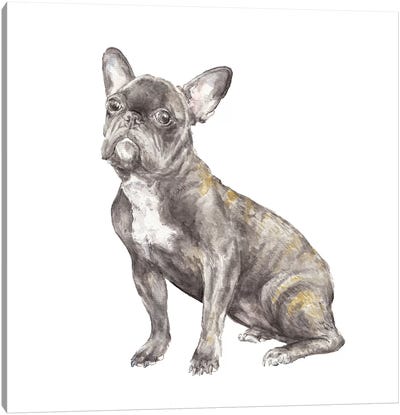 Brindled French Bulldog Canvas Art Print - Puppy Art