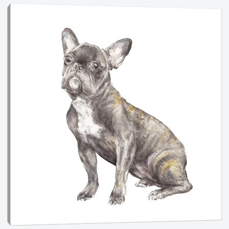 Brindled French Bulldog Canvas Print #RGF14} by Wandering Laur Canvas Artwork