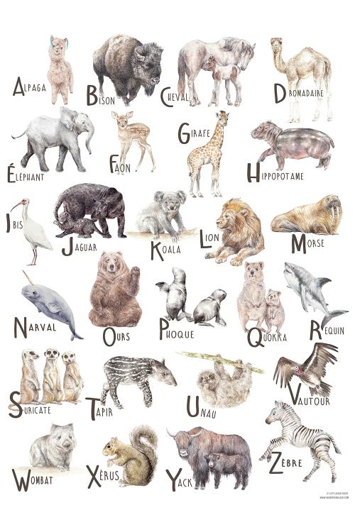 Animals A To Z French