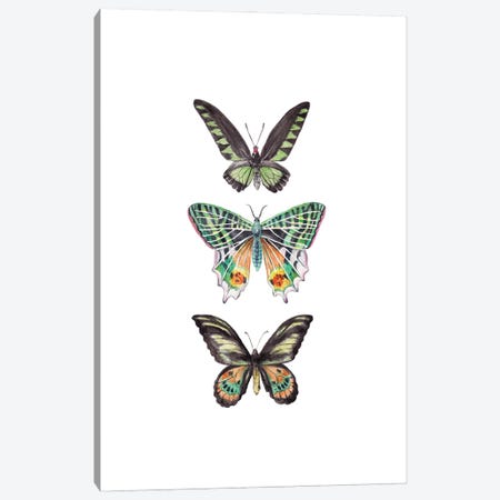 Watercolor Butterflies Canvas Print #RGF156} by Wandering Laur Canvas Art