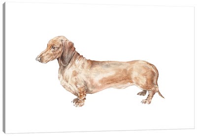 Brown Dachshund Hot Dog Canvas Art Print - Wandering Laur