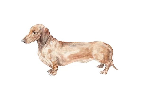 Dachshunds: Brown Dachshund Hot Dog by Wandering Laur