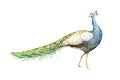 Watercolor Peacock by Wandering Laur framed wall art