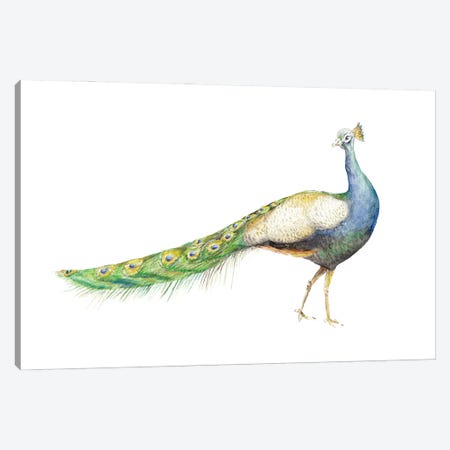 Watercolor Peacock Canvas Print #RGF160} by Wandering Laur Canvas Wall Art