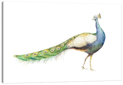 Watercolor Peacock Canvas Art Print - Wandering Laur