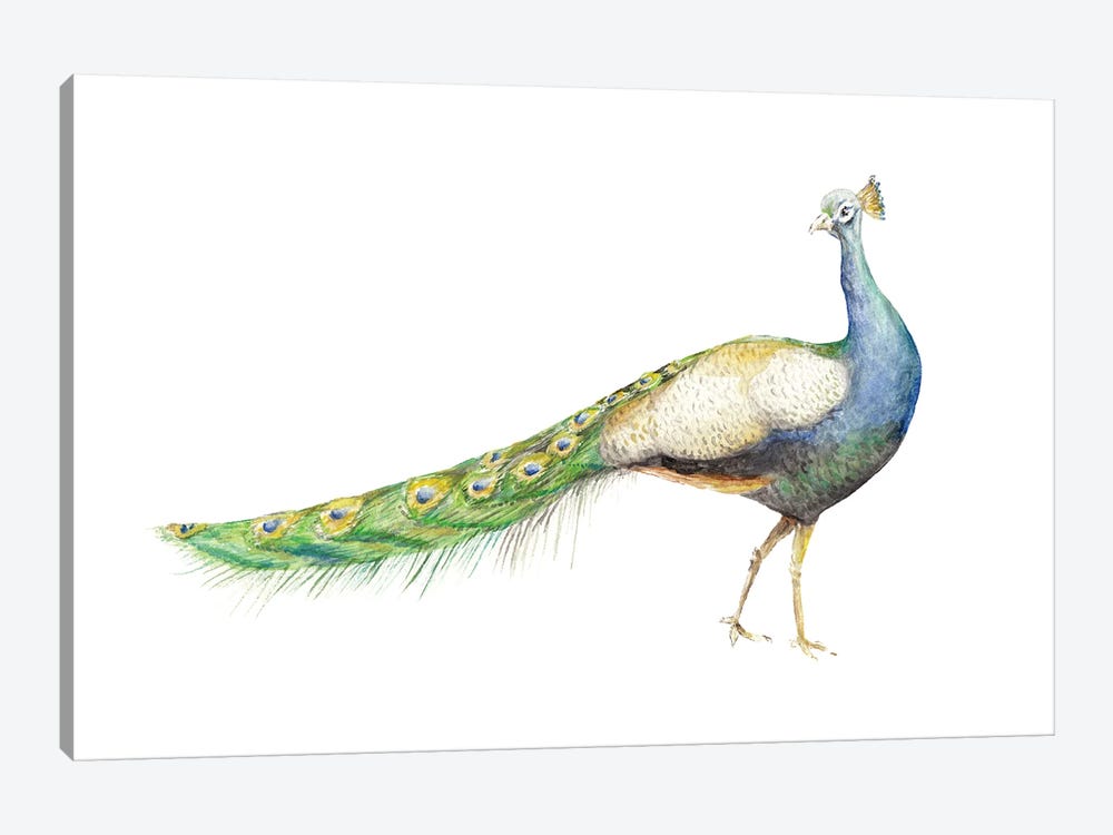 Watercolor Peacock by Wandering Laur 1-piece Canvas Art Print