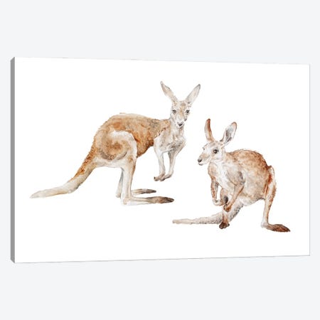 Watercolor Kangaroos Canvas Print #RGF162} by Wandering Laur Canvas Artwork