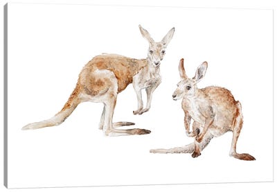 Watercolor Kangaroos Canvas Art Print - Kangaroo Art