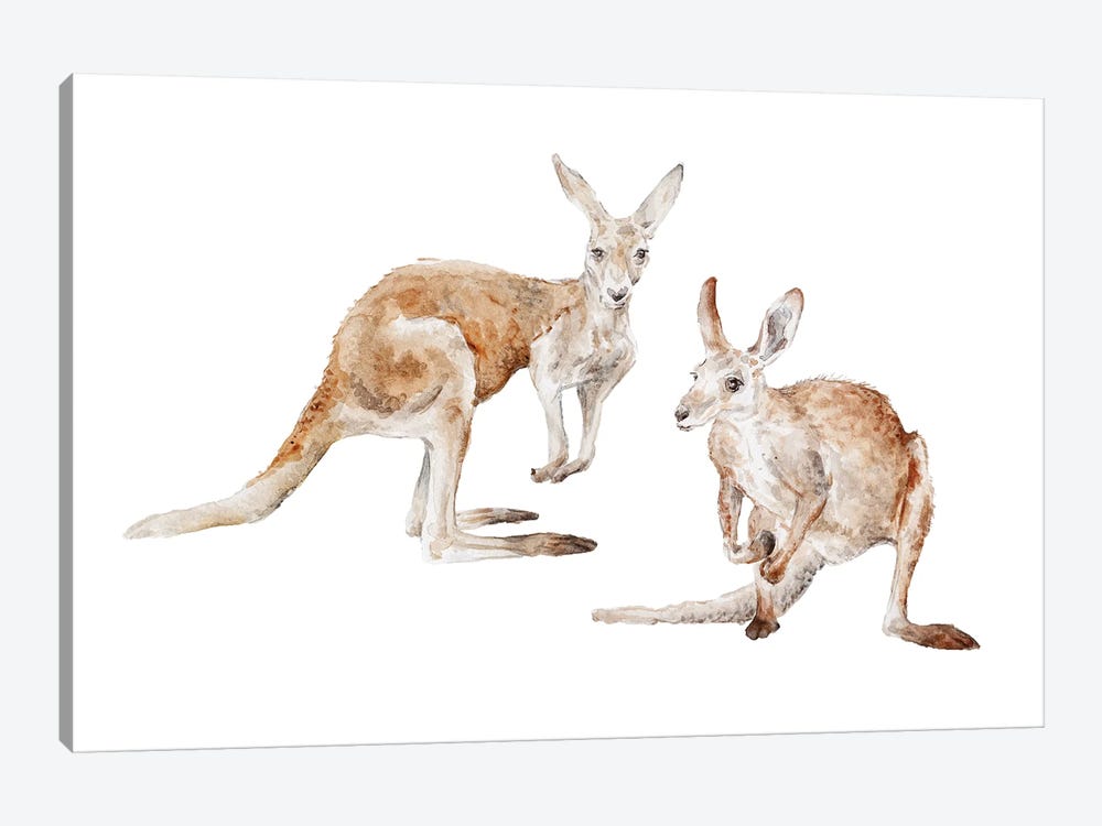 Watercolor Kangaroos by Wandering Laur 1-piece Canvas Print