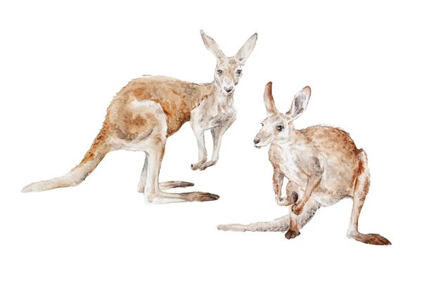 Kangaroos: Watercolor Kangaroos by Wandering Laur