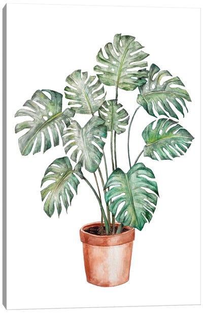 Watercolor Monstera Plant Canvas Art Print - Wandering Laur