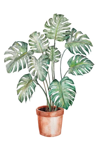 Wandering Laur: Watercolor Monstera Plant by Wandering Laur