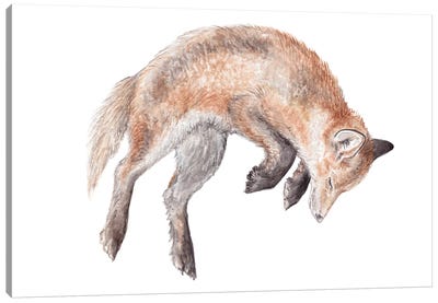 Watercolor Jumping Fox Canvas Art Print - Wandering Laur