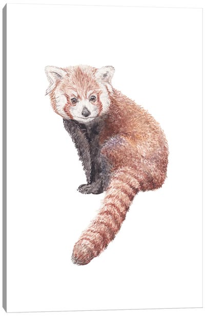 Watercolor Red Panda Canvas Art Print - Wandering Laur