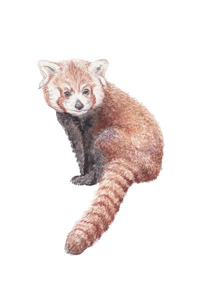 Wandering Laur: Watercolor Red Panda by Wandering Laur