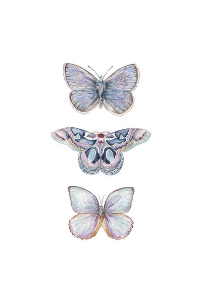 Watercolor Xerxes Butterflies by Wandering Laur framed wall art