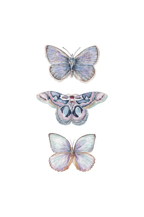 Watercolor Xerxes Butterflies