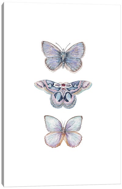 Watercolor Xerxes Butterflies Canvas Art Print - Wandering Laur