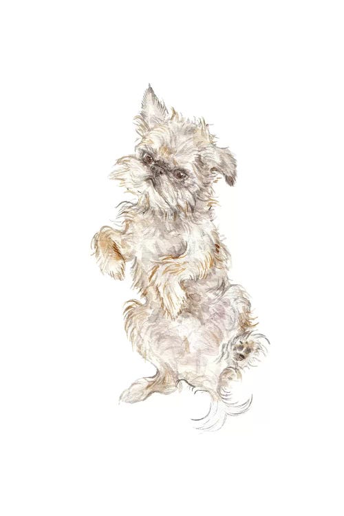 Brussels Griffon