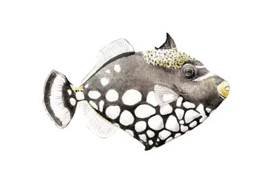 Tropical Clown Triggerfish by Wandering Laur framed wall art
