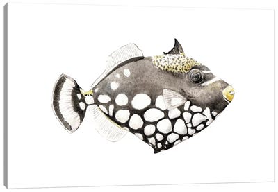Tropical Clown Triggerfish Canvas Art Print - Wandering Laur