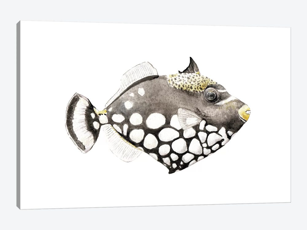 Tropical Clown Triggerfish by Wandering Laur 1-piece Canvas Artwork