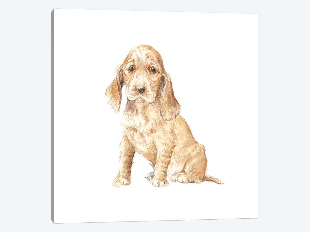 Cocker Spaniel Puppy by Wandering Laur 1-piece Canvas Print