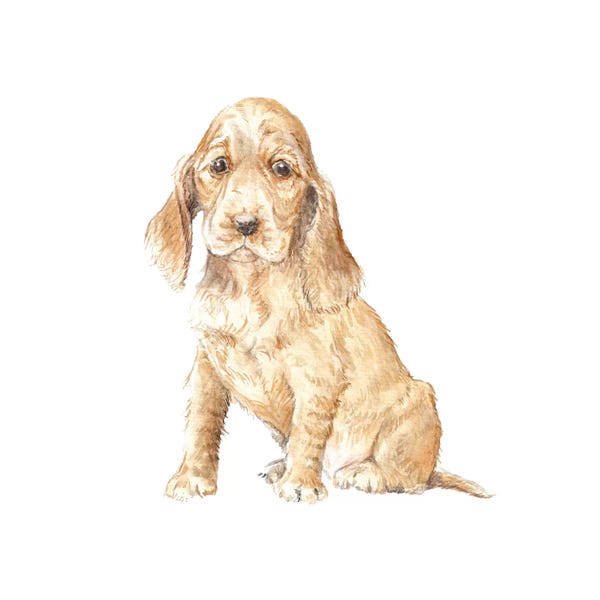 Wandering Laur: Cocker Spaniel Puppy by Wandering Laur