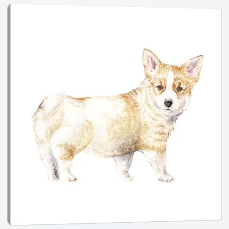 Corgi Puppy Canvas Print #RGF27} by Wandering Laur Canvas Print