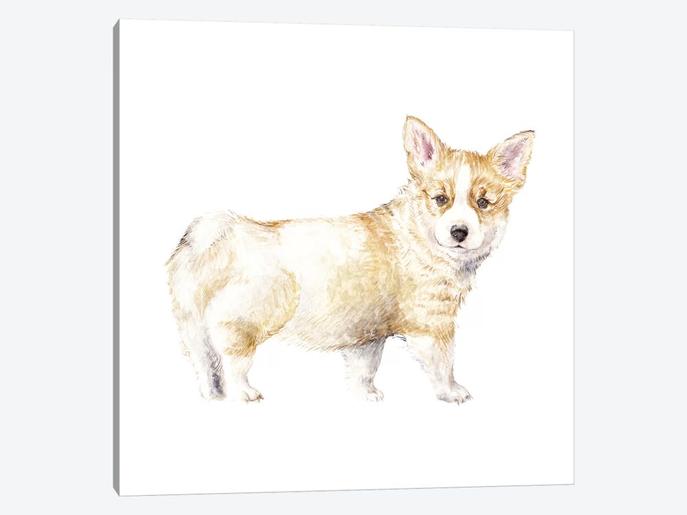 Corgi Puppy by Wandering Laur 1-piece Canvas Artwork